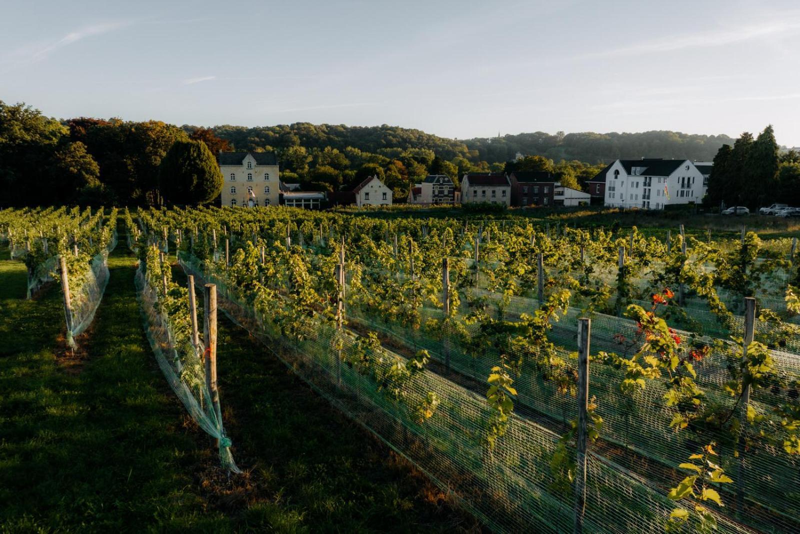 Valkenburg aan de Geul Chateau St Gerlach - Oostwegel Collection, Member Of Relais And Chateaux מראה חיצוני תמונה Vineyards in the Moselle valley
